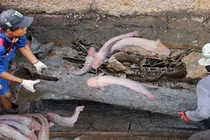 10 con cá trê dẫn lối đến mộ cổ, càng đào càng kinh ngạc vì...