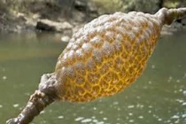 Tá hỏa vớt được sinh vật lạ nhầy nhụa, phát sáng khi đi biển