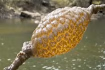 Tá hỏa vớt được sinh vật lạ nhầy nhụa, phát sáng khi đi biển