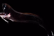 Diện kiến những sinh vật kỳ lạ dưới đại dương sâu thẳm