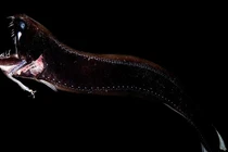 Diện kiến những sinh vật kỳ lạ dưới đại dương sâu thẳm