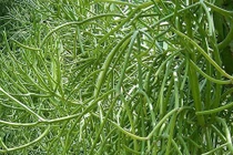 Cây cảnh hút lộc, sợ khi nghe tên nhưng cực kỳ mạnh mẽ