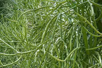 Cây cảnh hút lộc, sợ khi nghe tên nhưng cực kỳ mạnh mẽ