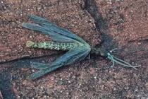 Phát hoảng sinh vật lạ hệt chuồn chuồn 'đột biến' quằn quại trên nền gạch