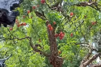 Cổ nhân dặn: '5 cây vào cửa, tài lộc đến nhà'