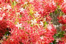 Cây cảnh nở rộ như pháo hoa, mang lời chúc sức khỏe, cát tường 