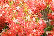 Cây cảnh nở rộ như pháo hoa, mang lời chúc sức khỏe, cát tường 