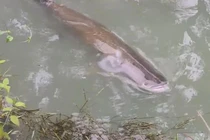 Cá khổng lồ độc lạ xuất hiện ở Bình Dương: Nghi loài nguy hiểm