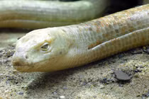  Kỳ lạ loài "rắn thủy tinh", tự vỡ cơ thể tái sinh thần kỳ