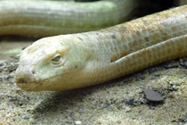  Kỳ lạ loài "rắn thủy tinh", tự vỡ cơ thể tái sinh thần kỳ