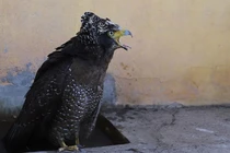  Diều hoa Miến Điện được thả về tự nhiên ở Hà Tĩnh: Loài cực hiếm