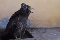  Diều hoa Miến Điện được thả về tự nhiên ở Hà Tĩnh: Loài cực hiếm