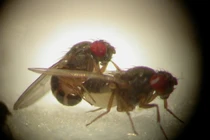 Loài động vật giao phối ngắn nhất hành tinh, 1 giây để ân ái