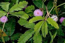 Cây chảy máu và loạt thực vật kỳ lạ có khả năng hệt con người