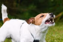 Tại sao chó chỉ sủa đến một số người nhất định