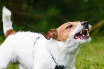 Tại sao chó chỉ sủa đến một số người nhất định