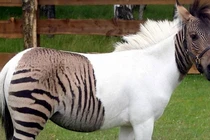 Những động vật lai tạo đẹp đến mức khó tin chúng có thật