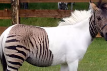 Những động vật lai tạo đẹp đến mức khó tin chúng có thật