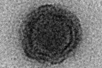 Virus 'thần nước 'mang bộ gene khiến giới khoa học sửng sốt