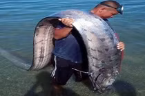 Sinh vật lạ dạt vào bờ biển Huế là 'thủy quái' dự báo động đất