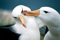 Top động vật "tỏ tình" dị nhất hành tinh, số 5 cực choáng