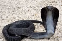  Bị quái thú tấn công, thanh niên làm chuyện 'động trời'