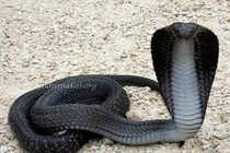  Bị quái thú tấn công, thanh niên làm chuyện 'động trời'