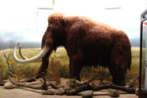 Năm 2028, voi ma mút có thể được hồi sinh?