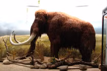 Năm 2028, voi ma mút có thể được hồi sinh?