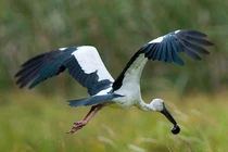 Hàng trăm con cò nhạn vừa xuất hiện ở Quảng Trị quý hiếm cỡ nào?