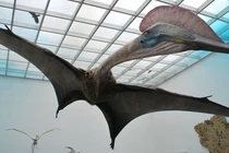 'Quái vật' cổ xưa có cánh gấp đôi đại bàng bất ngờ lộ diện