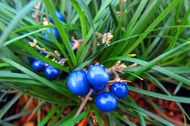 Tận mục 83 loài thực vật cực quý mới phát hiện tại Việt Nam