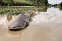 Giật mình những loài động vật sống ở nơi không ai ngờ tới