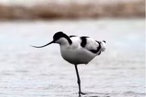 Chiêm ngưỡng top 9 loài chim đẹp và lạ bậc nhất Việt Nam