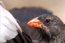 Rùng mình loài chim 'ma cà rồng', uống máu con mồi để sinh tồn