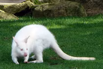 Top 8 loài động vật bạch tạng nổi tiếng, đẹp mê mẩn