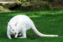 Top 8 loài động vật bạch tạng nổi tiếng, đẹp mê mẩn