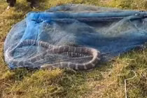 Quăng lưới đánh cá, rợn người phát hiện 'quái thú' cực độc