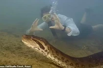 Tận mục "trăn quái vật" khủng nhất hành tinh bất ngờ lộ diện 