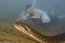 Tận mục "trăn quái vật" khủng nhất hành tinh bất ngờ lộ diện 