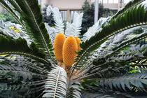  Loài cây 'lạc quẻ' nhất hành tinh, thế giới chỉ có đúng 1 cây 