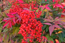 Cây cảnh điềm lành, trồng trong nhà giúp an gia, trấn trạch