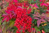 Cây cảnh điềm lành, trồng trong nhà giúp an gia, trấn trạch