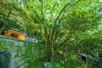 Loài cây độc nhất vô nhị trên thế giới, từng suýt tuyệt chủng