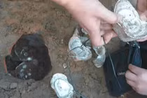 Đào được thỏi bạc, lộ bí mật chấn động về kho báu đế vương 