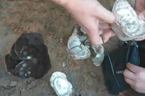 Đào được thỏi bạc, lộ bí mật chấn động về kho báu đế vương 