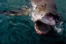 Mổ bụng 'thủy quái', kinh hoàng phát hiện thứ màu đen