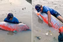 Đi câu cá vô tình đụng trúng 'quái vật' nước ngọt khổng lồ