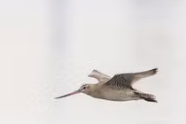 Sửng sốt loài chim bay liên tục 6.000km không cần ăn uống