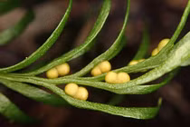 Loài cây kỳ lạ có bộ gene lớn nhất hành tinh, chuyên gia bối rối